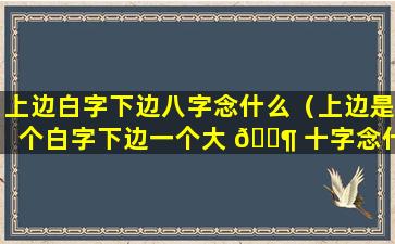 上边白字下边八字念什么（上边是个白字下边一个大 🐶 十字念什么）